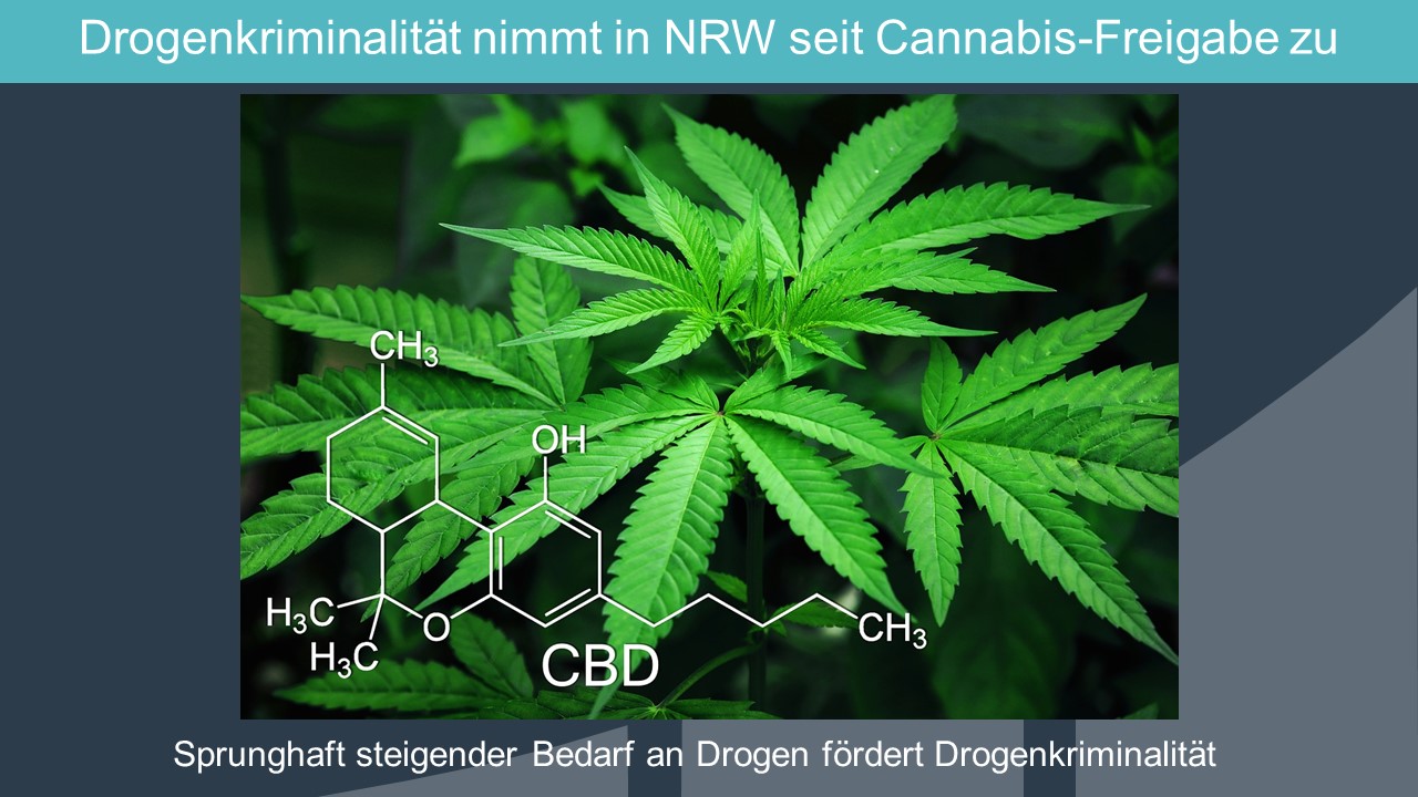 kiffen2024-2 (Cannabis-Freigabe öffnet Drogenbanden die Tür)